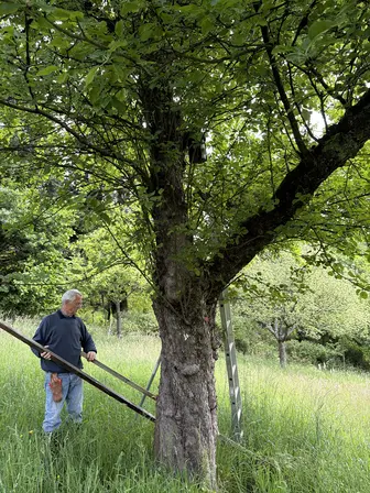 Foto treephoto-ek8d61y1o780m04avpcwdga0.jpeg