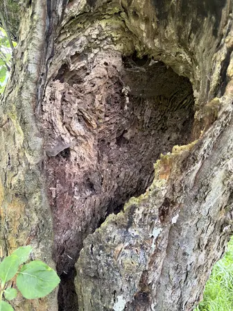 Foto treephoto-g70k0253dmpu7e1e5oxnwm87.jpeg