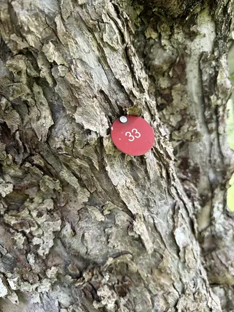Foto treephoto-yereqhrrunmwe2djeiad9jhz.jpeg