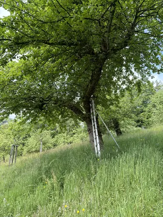 Foto treephoto-zdzyek873i280mk7vlxiud3h.jpeg