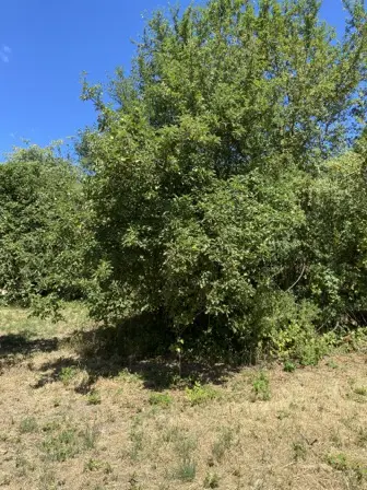 Foto treephoto-n62wiy4e7p2te9j5c53qmih9.jpeg