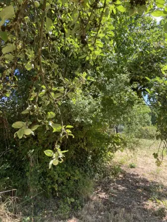 Foto treephoto-xbdpejwgerh5wzy3ptxuf9ml.jpeg