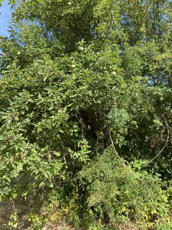Foto treephoto-ynijkwalftr79ioywr5wky54.jpeg