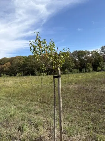 Foto treephoto-lavsg7p0phtzh56x21qy50wd.jpeg