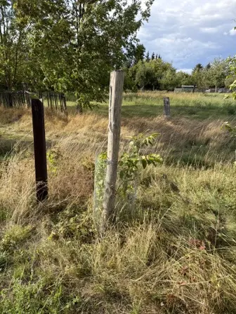 Foto treephoto-eehhu7odyhng11jxpv2pkun8.jpeg