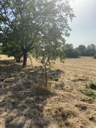 Foto treephoto-dqq9qmx719d5jjje73g6y2ig.jpeg