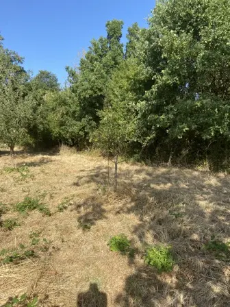 Foto treephoto-o2yw38odt7n7xzv00byvhhlu.jpeg