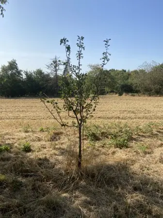 Foto treephoto-z23aoy2rkijmggspz5bkrdx9.jpeg