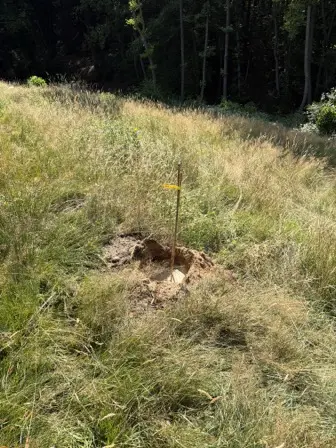 Foto treephoto-hzmpe1c6gunwp9yyv8fkol2g.jpeg