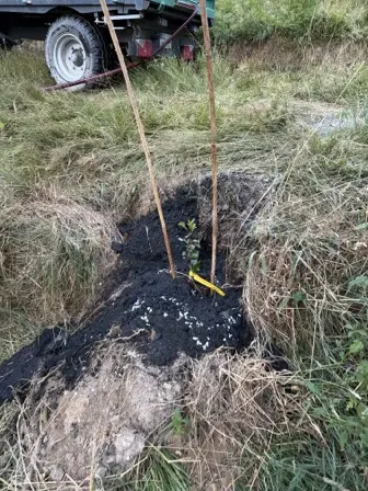 Foto treephoto-ukkkshviv2oyf1tyosiqsazs.jpeg