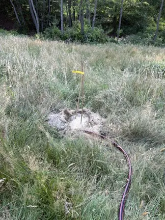 Foto treephoto-ulzvl6c2ik1vyfkmi0nfcm22.jpeg