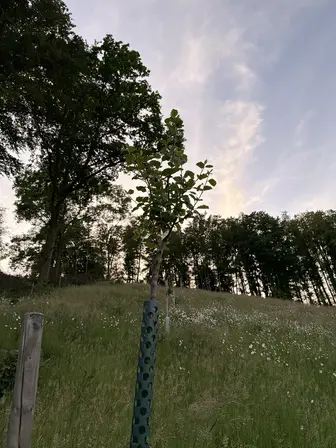 Foto treephoto-fr4y95kgzig4xxdr6j7lhthm.jpeg