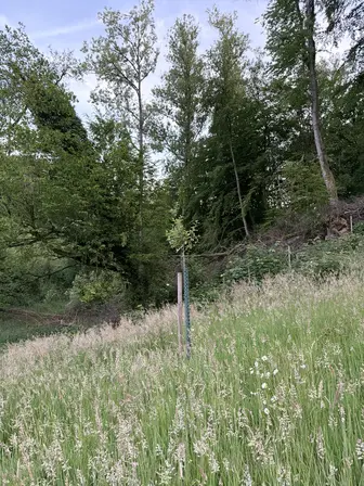 Foto treephoto-hewyxnrokm47uw34mc4grp2n.jpeg