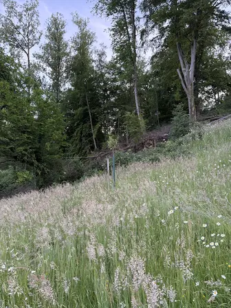 Foto treephoto-k99s026ajlnokbqkggqiwyqv.jpeg