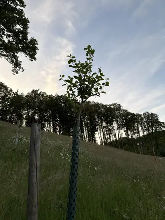 Foto treephoto-pfpv4aacy03p93l7gldp3m8a.jpeg