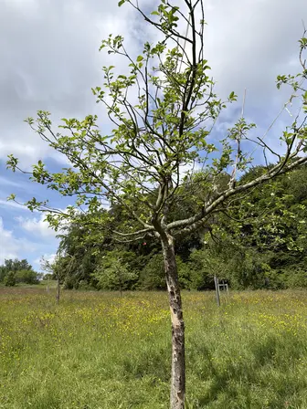 Foto treephoto-dmxw8gpdixw6v7bjpmry890a.jpeg