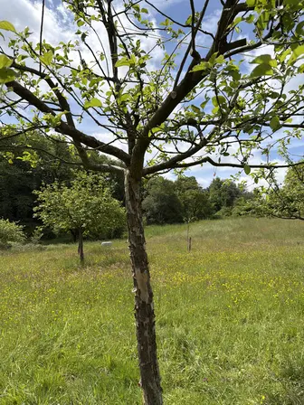 Foto treephoto-e0hpdlvsywdfmqb1e5gcskxp.jpeg