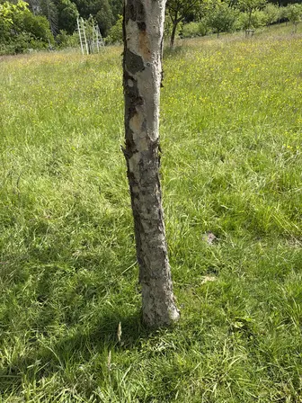 Foto treephoto-h4c1tn5foa9irzshruvxeofu.jpeg