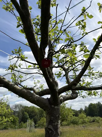Foto treephoto-rtkjem5yjbqthvlsnix2tajg.jpeg