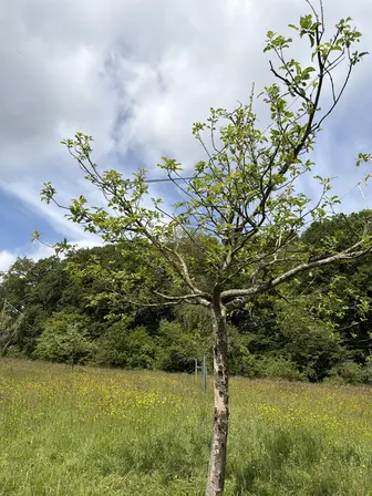 Foto treephoto-sue23i7sgz3ju3vcitgltwzt.jpeg
