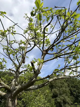 Foto treephoto-ufi1rqmyb0owk8cbvq8n3sl4.jpeg