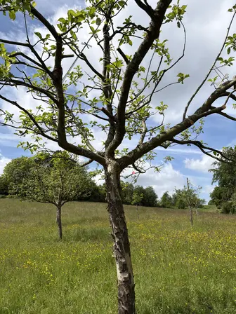 Foto treephoto-xtqihq9m9yyufbswtlu2fitq.jpeg