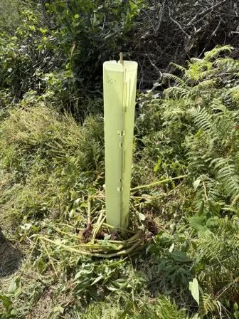 Foto treephoto-b27j8pkelfxsbyextdk8dvrz.jpeg