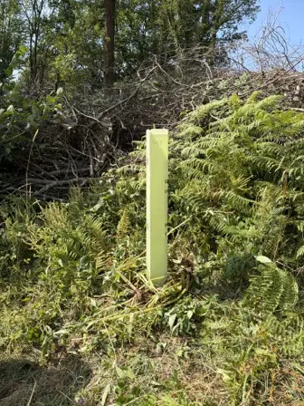 Foto treephoto-kibbwd8xskmsqvbbnargfkgn.jpeg