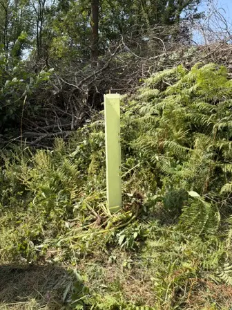 Foto treephoto-q68dzfnrkzru9dkpj13j8826.jpeg