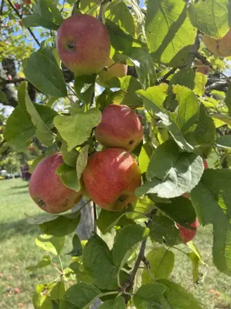 Foto treephoto-l2o9dcdv0tndi4864ufb44w5.jpeg