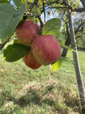 Foto treephoto-m34kp7ei24qac11jrz2doplm.jpeg