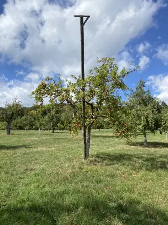 Foto treephoto-myrn1fdsk9nkjzv1nqyhrcif.jpeg