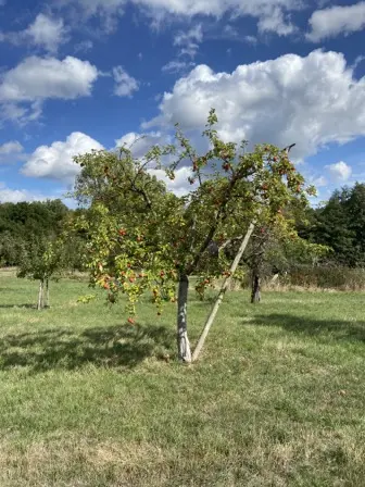 Foto treephoto-p0lt7wbhvwiqek510aplnpo5.jpeg