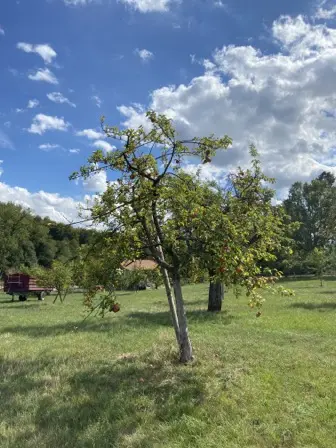 Foto treephoto-t47tq8mo33l1yu189pcod059.jpeg