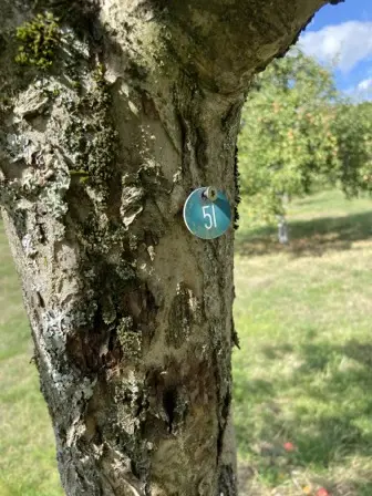 Foto treephoto-v20iehkjtl6zjasndwb41jho.jpeg