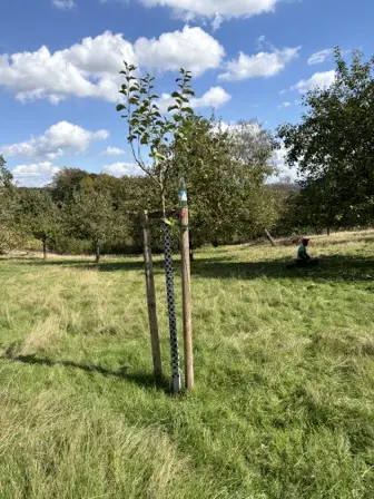 Foto treephoto-sqpk4ap5fk2zrec7ied0joa2.jpeg