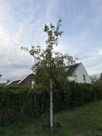 Foto treephoto-qi2alxfcevb080zqllr7alyp.jpeg
