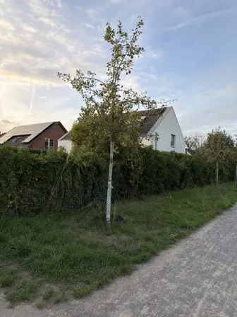 Foto treephoto-ralq2yx21ai7b5f1o06vbopw.jpeg
