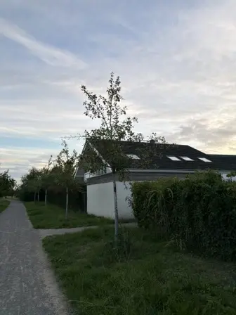 Foto treephoto-x25vq7ns33glya2rlf86awop.jpeg