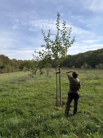 Foto treephoto-c2obzlxwfyra4fzh42yr7yfy.jpeg