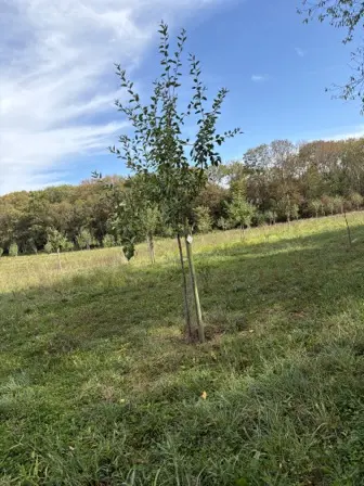 Foto treephoto-dbhmwvhl1xkwz296yy7p0bpm.jpeg