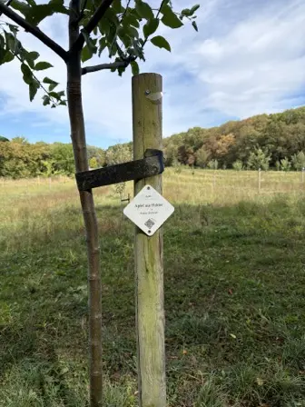 Foto treephoto-gzkft3oe6y65uk2kp99hwy43.jpeg