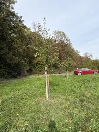 Foto treephoto-hcyuf86saayn9w7re22rtvlq.jpeg
