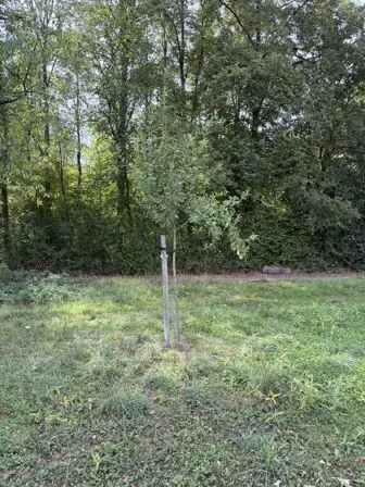 Foto treephoto-ylfj5sec37n0ksmb8zevn8cd.jpeg