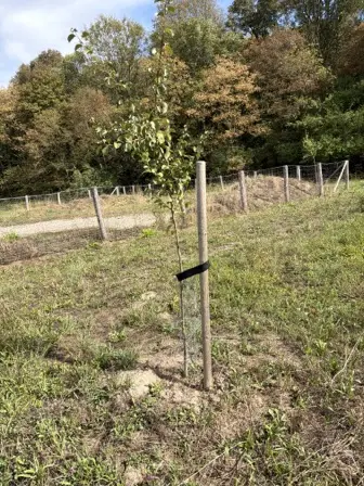 Foto treephoto-b8x2f10udxk4lkrcsby6owr2.jpeg