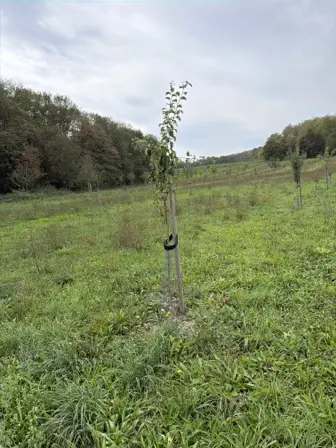 Foto treephoto-igjuxhqp2jiqbhktmbmmabao.jpeg