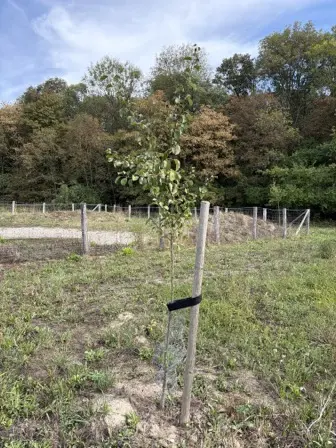 Foto treephoto-mwbsu7x98x9l59blu1wiie7n.jpeg