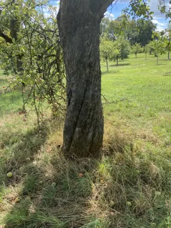 Foto treephoto-qpboe0yw1jc9yhbgdtdscby3.jpeg