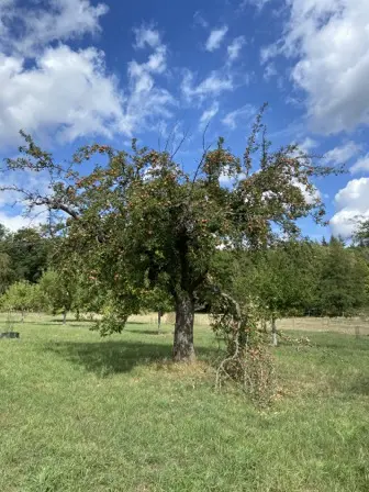 Foto treephoto-txwsr6fnqsx01d3uupo4calu.jpeg