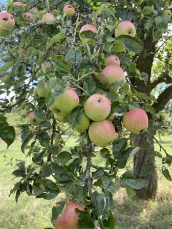 Foto treephoto-ypzfzi5s89qu8ownc80u2v7v.jpeg